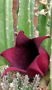 Image result for Tridentea marientalensis