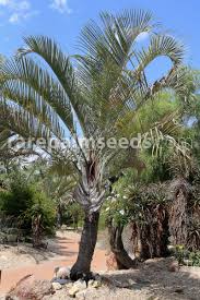 Image result for Dypsis decaryi