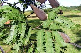 Image result for Brachystegia