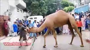 Qurbani cow is waiting for the buyer in bakra mandi 2013. Giant Camel Qurbani 1 Part 1 2020 Video Dailymotion