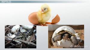 Animals That Hatch From Eggs Lesson For Kids