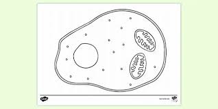 Animal cells are usually an irregular shape, whereas plant cells are more regular. Animal Cell With Ribosome Colouring Sheet Colouring Sheets