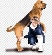 They are all great with children and love to snuggle. Redbone Coonhound Bloodhound Black And Tan Coonhound Puppy Dog Breed Dog Puppy Ø§Ù„Ø­ÙŠÙˆØ§Ù†Ø§Øª Ø¢ÙƒÙ„ Ø§Ù„Ù„Ø­ÙˆÙ… Png