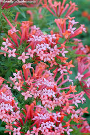 Image result for Buchnera keilii