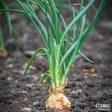 Image result for shallots