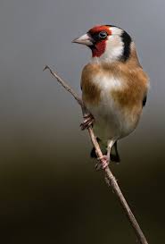 Goldfinch Kus