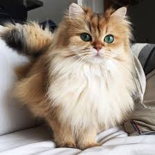 Smoothie Is One Of The World S Most Popular Cat Animals Abi S Cuties Cute Kittens Hayvan Bebekler Ve Guzel Kediler