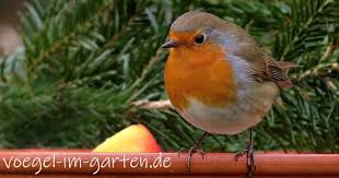 Wer sich trotz der nützlichkeit der elstern nicht mit ihnen anfreunden kann sucht nach methoden sie ein für alle mal aus dem eigenen garten zu vertreiben. Vogel Im Garten Alles Rund Um Unsere Gartenvogel