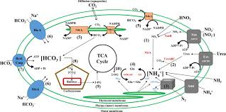 2/2001 comentata au fost avute in vedere modificarile legislative aduse o.g. Carbon And Nitrogen Metabolism In Cyanobacteria Basic Traits Regulation And Biotechnological Application Sciencedirect