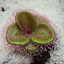 Image result for Ophrypetalum odoratum