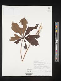 Image result for Astropanax myrianthus