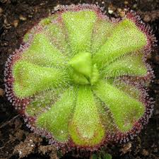 Image result for Drosera natalensis