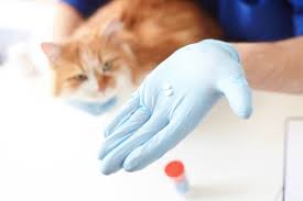 Amoxicillin For Cats Dosage Side Effects Usage And More