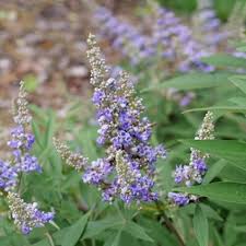 Image result for Vitex mombassae