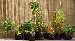 Si vous avez 100 € à dépenser, choisissez une plante à 50 € , le reste c'est pour le pot, le terreau, la bille. La Culture Potagere En Bacs Ou En Pots Jardin2m