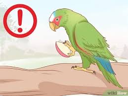 This page may contain content that is offensive or inappropriate for some readers. 3 Ways To Identify Parrots Wikihow