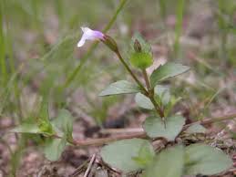 Image result for Pimpinella trifurcata
