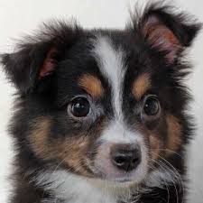 Rovers cove toy and mini aussies, and sign up for email updates on litters and availability. Toy Australian Shepherd Heavenly Puppies