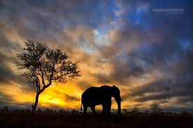 National Geographic Screensavers Shamrocks Home Screen Elephant Background 900x600 Download Hd Wallpaper Wallpapertip Download apple logo wallpapers to stylize your home screen and make it unique. home screen elephant background