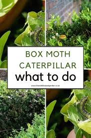 Image result for caterpillar box tree moth inside buxus plant