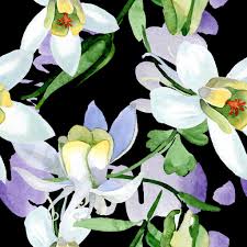 L'immagine è disponibile per il download in alta. Foto E Immagini Stock Royalty Free Fiori Bianchi Di Aquilegia Bellissimi Fiori Di Campo Primaverili Modello Di Sfondo Senza Soluzione Di Continuita Tessuto Carta Da Parati Texture Di Stampa Acquerello Sfondo Illustrazione