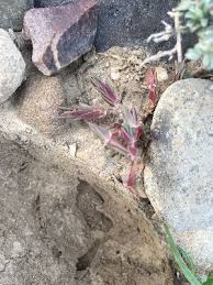 Image result for Portulaca kermesina