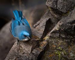 Big Blue Bird With Colorful Feathers Seven Nifty Jays That Aren T Blue Jays Blue Jay Colorful Birds Birds