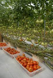 High Tech Mississippi Grower Meets Local Demand Via Http Msucares Com News Print Agnews An12 12 Hydroponic Farming Hydroponic Tomatoes Hydroponic Gardening