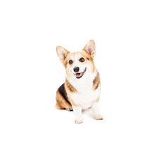 Pembroke welsh corgi puppy for sale near michigan, mount pleasant, usa. Cardigan Welsh Corgi Puppies For Sale Grand Rapids Mi