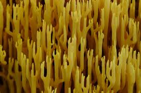 Image result for Ramaria stricta