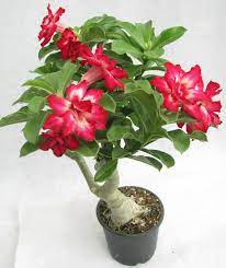 Rose Seeds Flower Pots Adenium