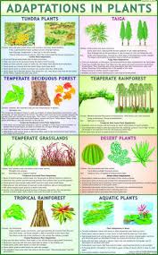 Adaptation In Plants Science Charts