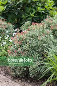 Image result for Pieris japonský little heath obrázek