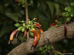 Image result for Halleria lucida