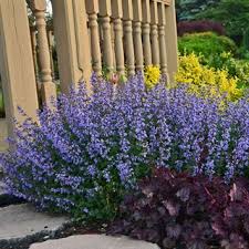 Maybe you would like to learn more about one of these? Nepeta Purrsian Blue From Wayside Gardens