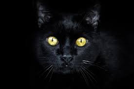 9 Black Cat Dream Interpretation Dreamchrist Dream Meaning