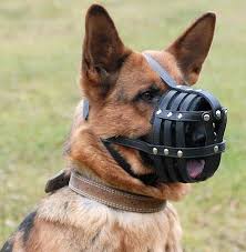 All About German Shepherd Dog Breed Com M41 1070 Padded Dog Muzzle Dog Muzzle German Shepherd Dog Harness German Shepherd Dogs