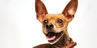 Lucy s doggy daycare and spa 3.5. The Pet Lovers Guide To San Antonio San Antonio Magazine