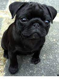 Discover More About Cheap Pugs For Sale Near Me Please Click Here To Learn More Enjoy The Website Baby Pugs Cute Pugs Black Pug Puppies