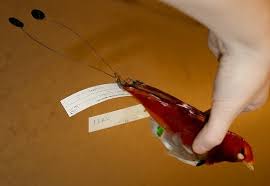 Maybe you would like to learn more about one of these? King Bird Of Paradise