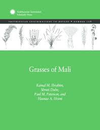 Image result for Leptochloa coerulescens