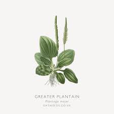 Image result for Plantago