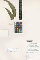 Image result for Pteris microlepis