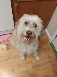 Lost & Found Pets of East Cobb