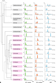 Image result for Trisetopsis elongata