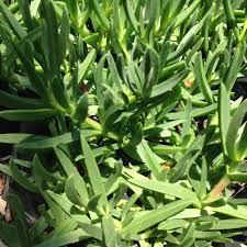 Image result for Carpobrotus