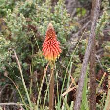 Image result for Kniphofia