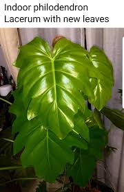 Pin By Russ On Philodendron Plant Leaves House Plants Plants