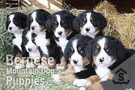 Find a puppy for sale. Puppies For Sale Purebred Berners From The Mountains Sweetwater Farms Bernese Mountain Dogs