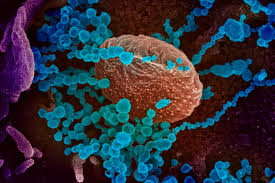 April 30, 2012 marcus honeysett. Why Are Viruses Hard To Kill Virologists Explain Why These Tiny Parasites Are So Tough To Treat
